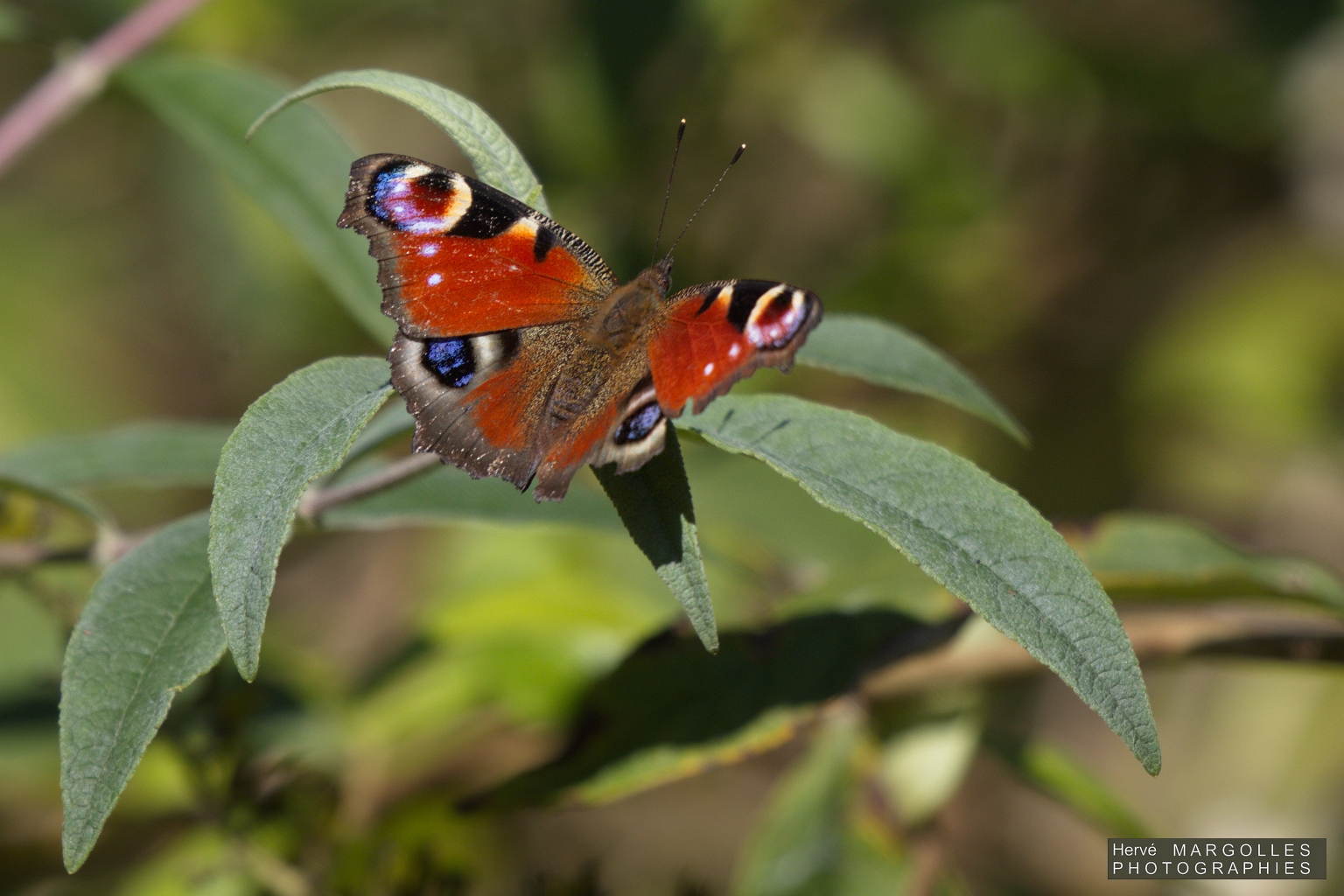 Papillon_Paon du jour.jpg